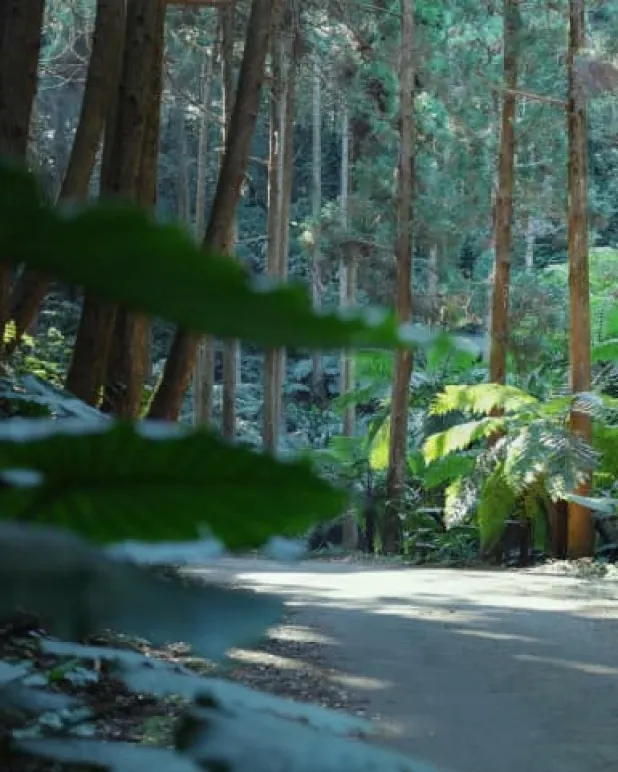 島のアクティビティ